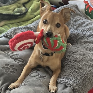 Fundraising Page: Andrea Maciejczak